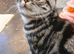 Bsh. Silver Classic Tabby .