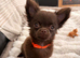 Chocolate chihuahua
