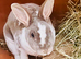 2 Rex rabbits and hutch
