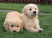 Golden retriever puppies for sale