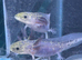 Axolotl babies