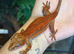Young red stripe gargoyle gecko