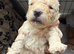 Poochon Puppies