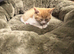 Last kitten! Ginger and white girl