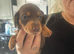 Kc miniature dachshunds