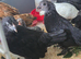3 x Black Barbu D'uccle pullets