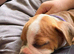 Old English bulldog puppy nebbr registered
