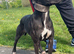 Bullwhippet female