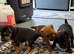 Patterdale pups for sale