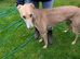 Lurcher dog