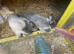 Netherland dwarfs and only looks available