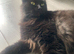 Male cat