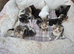 8 beautiful kittens looking for their forever homes
