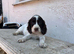 Beautiful cocker spaniel girl
