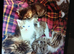 Beautiful kittens