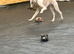 Whippet