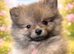 Kc reg Pomeranian puppies