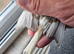 Stunning High-Quality Raza Canary Birds