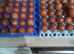 Hatching eggs