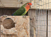 Peach faced lovebird