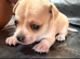 Beautiful Chihuahua