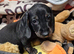 Dachshunds