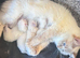 Ragdoll love bugs