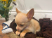 Chihuahua boy puppy