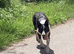 Beautiful ISDS Girl looking for Hher new home.
