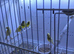 RAZA JASPE AND FIFE CANARIES