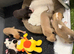 Wonderful Whippet litter