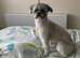 2 Years Old Male Shih Tzu