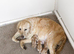 Ready to leave - 2 Kc Registered golden retriever boy pups!