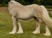 Kind Palomino yearling filly