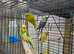 Budgies for Sale