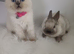 Sealpoint Netherland dwarf buck