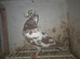 Choc cock birds