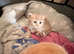 British blue cross Norwegian forest kittens