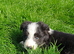 Bearded Collie Puppies