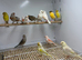 Canaries