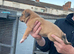 Lurcher pups