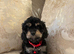 5 gorgeous Cavapoo puppies