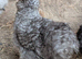 USA Silkie Hatching Eggs - &pound;2.00 an egg