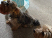Yorkshire terrier puppies