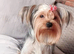 Yorkshire terrier boy