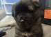 American akita pups