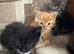 Kittens
