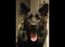 9 year old German shepherd female full German shepherd but no kc papers as wasn’t registered