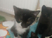 Four Kittens Ready Now