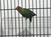 Beautiful Green Lovebirds Available.